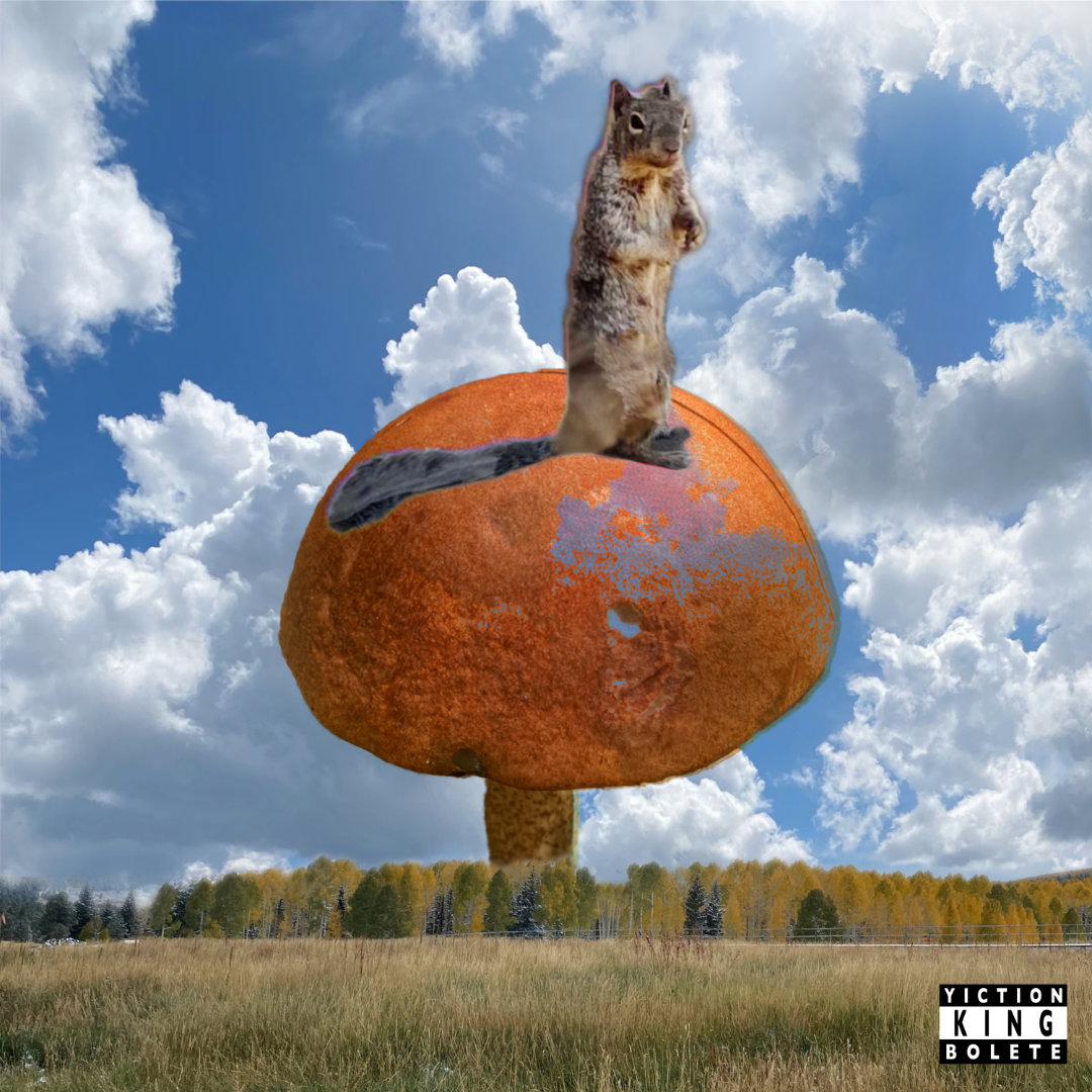 King Bolete album cover