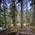 A Forest's Roth